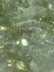 Crab in the ocean