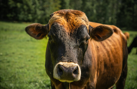 Curious Cow Looking at Camera in New York Field