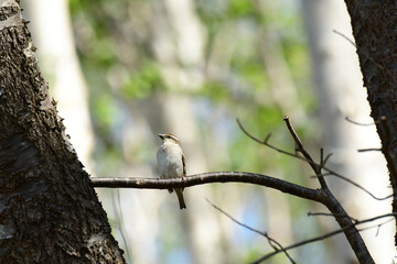 枝に止まるメスのニュウナイスズメ