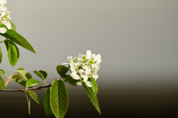 鉢植えのジューンベリーの花