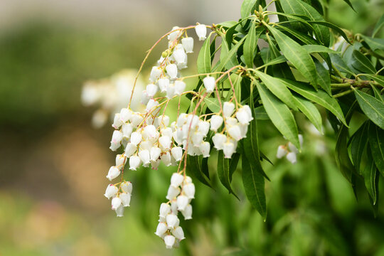 馬酔木 Images – Browse 956 Stock Photos, Vectors, and Video