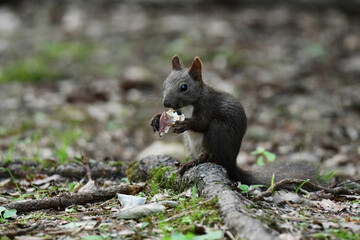 きのこを食べる夏の森のエゾリス