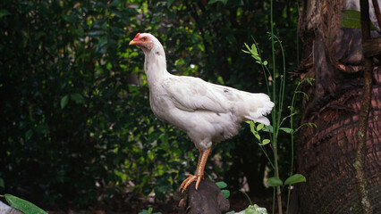 White hen standing on wood. Focus selected. Blurred background