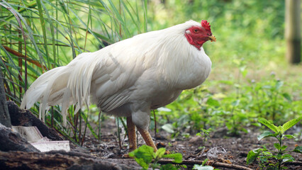 A white rooster, red comb. Focus selected, background blur