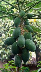 Papaya fruit on the tree. Still raw and green. Focus selected