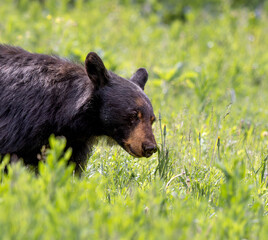 Naklejka premium Black Bear in Meadow Eating Flowers