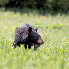 Black Bear Eating Flowers