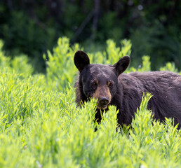 Black Bear in Meadow Eating Flowers