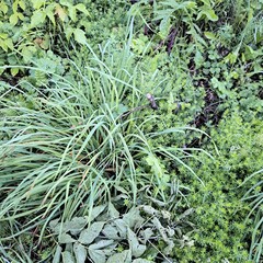 green grass in the snow