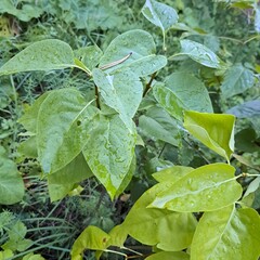 Obraz premium water drops on the green leaves 