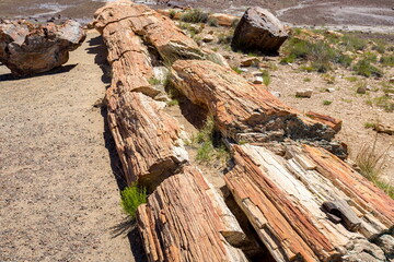 Petrified Forest National Park, Arizona-USA