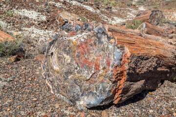Petrified Forest National Park, Arizona-USA