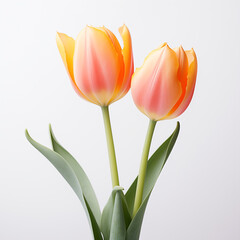 Naklejka premium bouquet of yellow tulips isolated on white