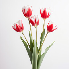 bouquet of red tulips isolated on white