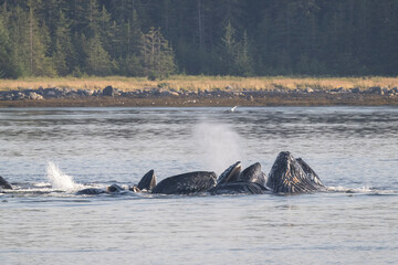 Obraz premium Humpback Whales Bubblenet Feeding, Frederick Sound
