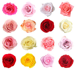 Many beautiful roses isolated on white, set