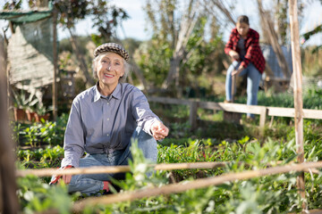 Positive old woman in shirt and jeans weeding vegetable beds with chopper while working in garden...