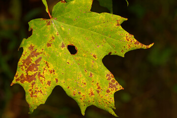Maple leaf affected with Antracnose