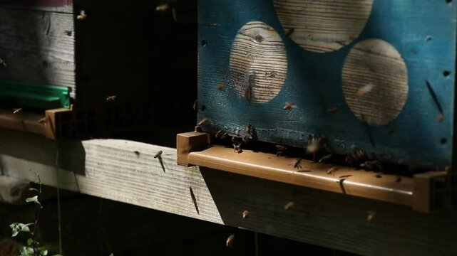 Abeilles et la ruche