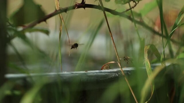 Abeille 