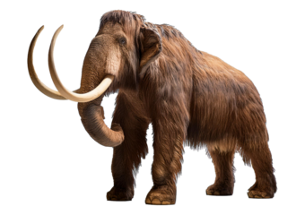 Mammoth Isolated on transparent or white background