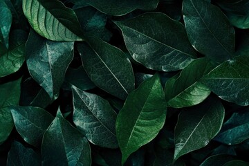 Dark green leaf texture, Natural green leaves using as nature background wallpaper or tropical leaf cover page , ai