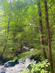Obraz premium river in the forest