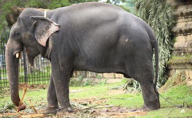 A asian tame elephant is eating jackfruit leaves and palmes . hungry, elephant close up, near dalada maligawa premise, Kandy