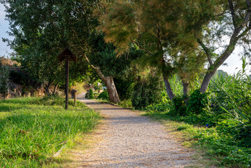 scenery of a trail with vegetation and trees