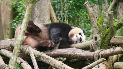 Cute giant panda sleeping in forest. Close up view, 4K footage, slow motion.