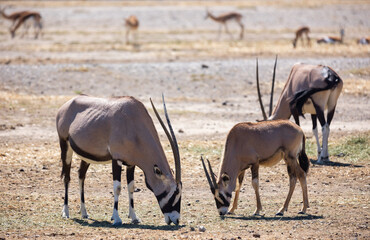 Small family group of onyx gazelles walks not far from general herd