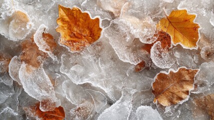 Obraz premium Frozen Fall Leaves Trapped in a Sheet of Ice