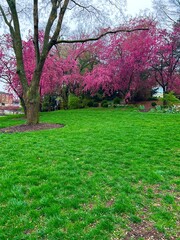 spring in the park