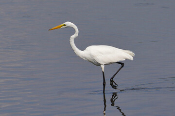The great egret (Ardea alba) is a large, widely distributed egret.