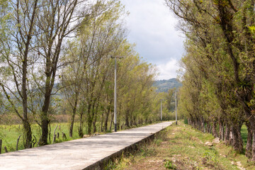 path in the woods Pomacochas Amazonas Perú