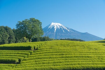 富士山と新緑の茶畑
