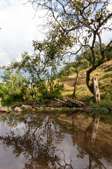 tree in the water Pomacochas Amazonas Perú