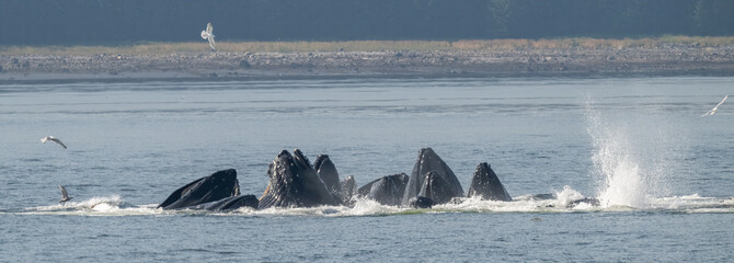 Humpback Whale Spouts and Fluke, Frederick Sound