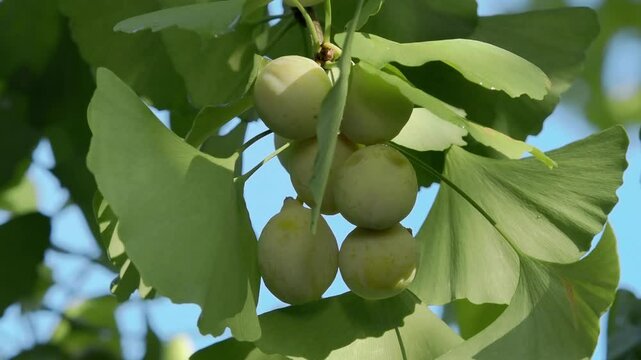 Tokyo, Japan - Septmeber 2, 2024: Ripe gingko nuts on a tree
