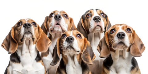group of Beagles looking up, isolated, transparent background, AI generated
