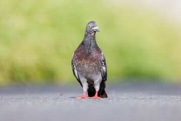 歩道で餌を探す野生のハト