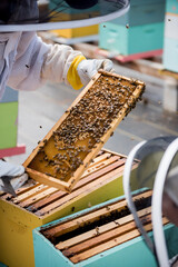 Bee keeper holding honeycomb frame with bees while working on apiary