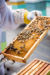 Bee keeper holding honeycomb frame with bees while working on apiary