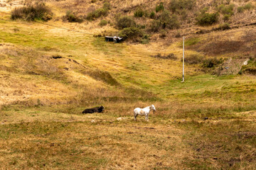 sheep grazing in the mountains Challuate La Libertad Perú