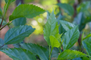 leaves on a branch  with blur bokeh background