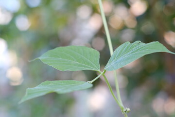 close up of leaves with blur bokeh background