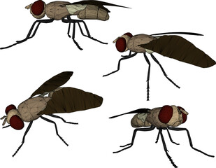 Vector sketch illustration silhouette design image of disease-carrying fly with wings 