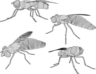 Vector sketch illustration silhouette design image of disease-carrying fly with wings 