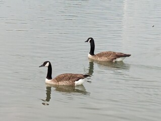 Canadian Geese 