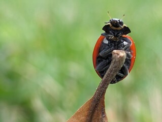 Ladybug 